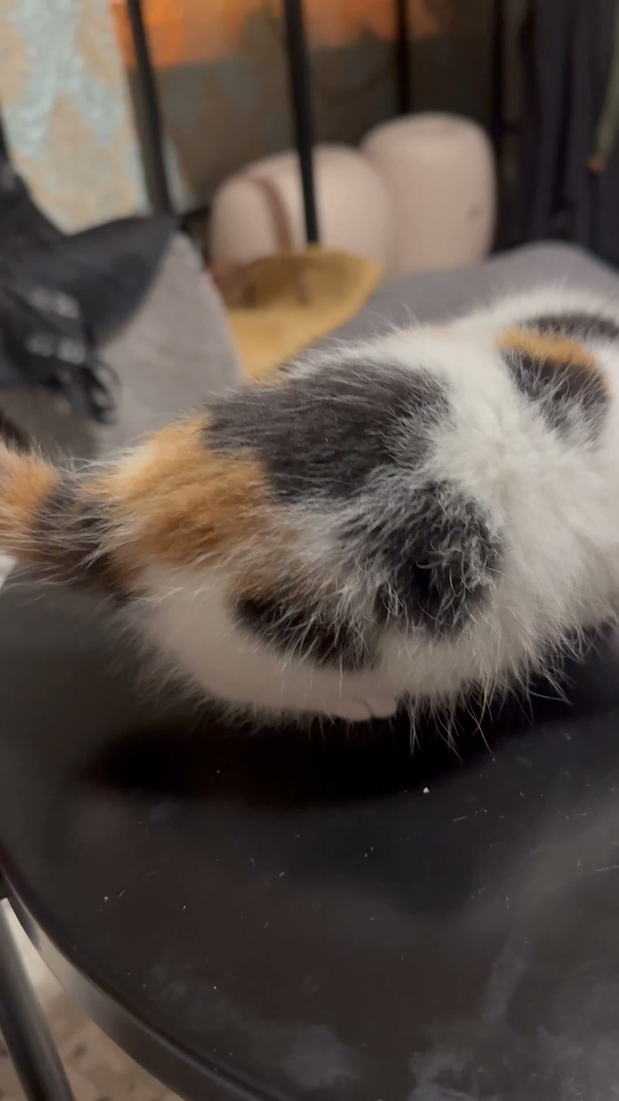 Mixed Breed cats for sale: Kao Mani Mix - Video 3