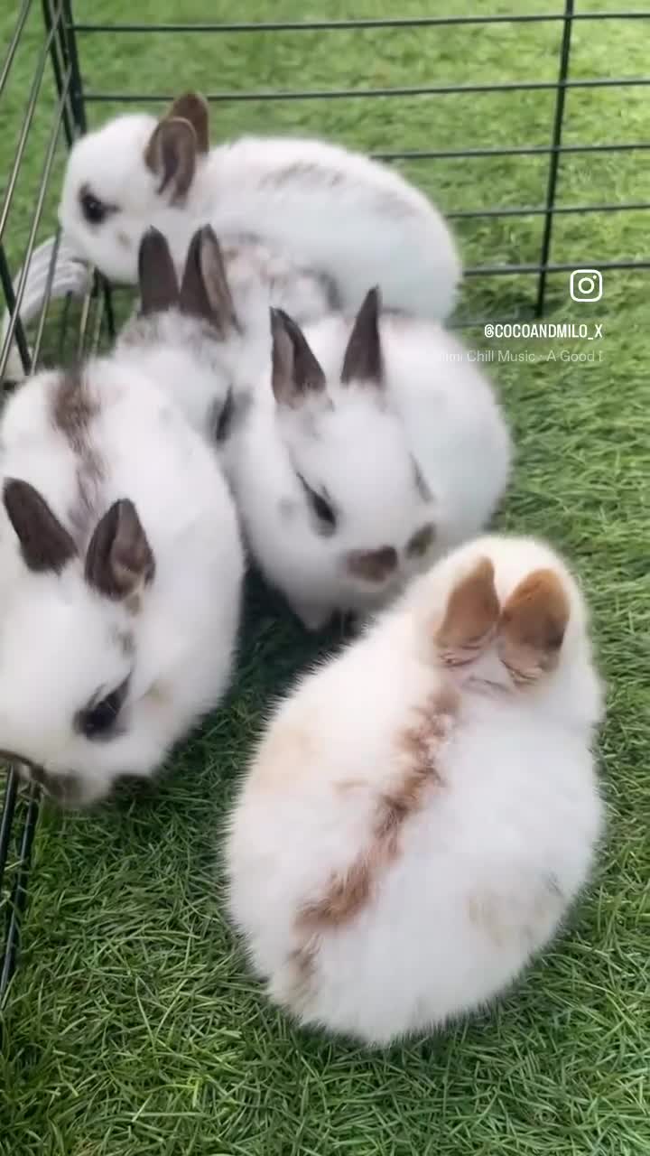 Mixed Breed rabbits for sale: English Spot X Dutch in Barking - Video 1