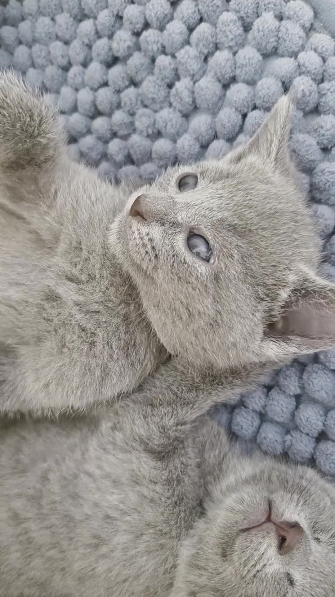 Russian Blue cats for sale: Stunning Russian Blue Boy - Tica registered  - Video 2
