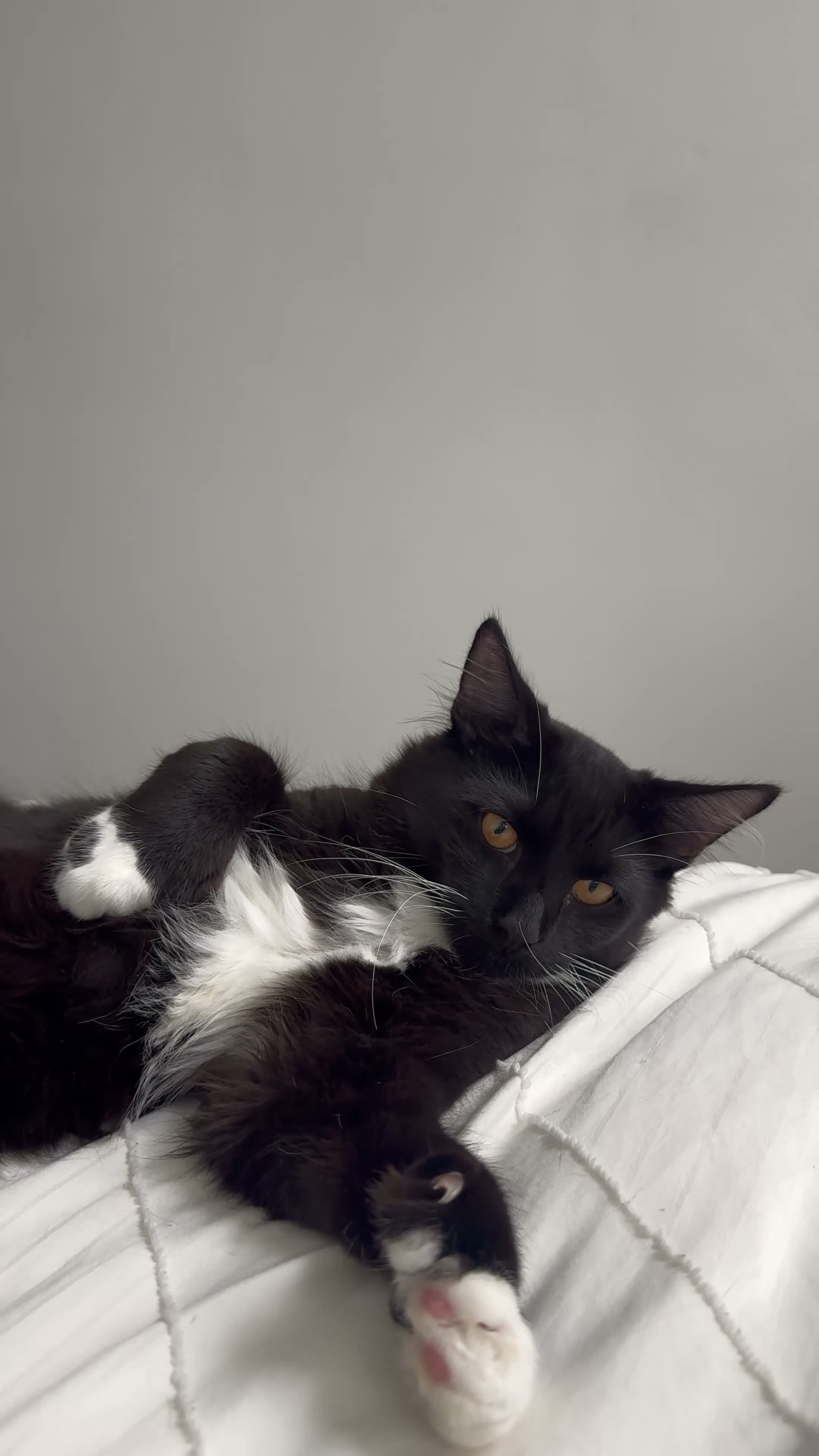 Mixed Breed cats for sale: Beautiful Maine Coon Type Tuxedo Male Cat 6 Months - Video 4