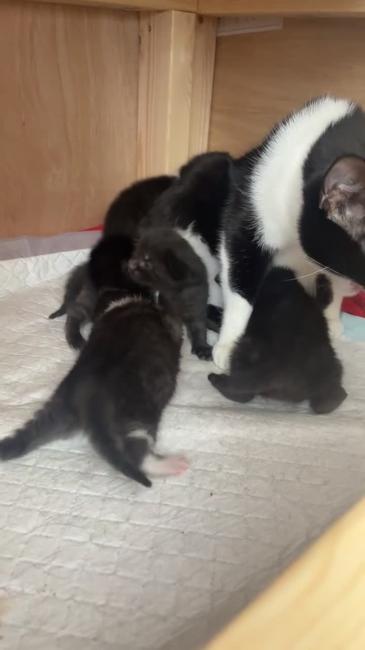 Mixed Breed cats for sale: 4 Beautiful tuxedo kittens  - Video 1