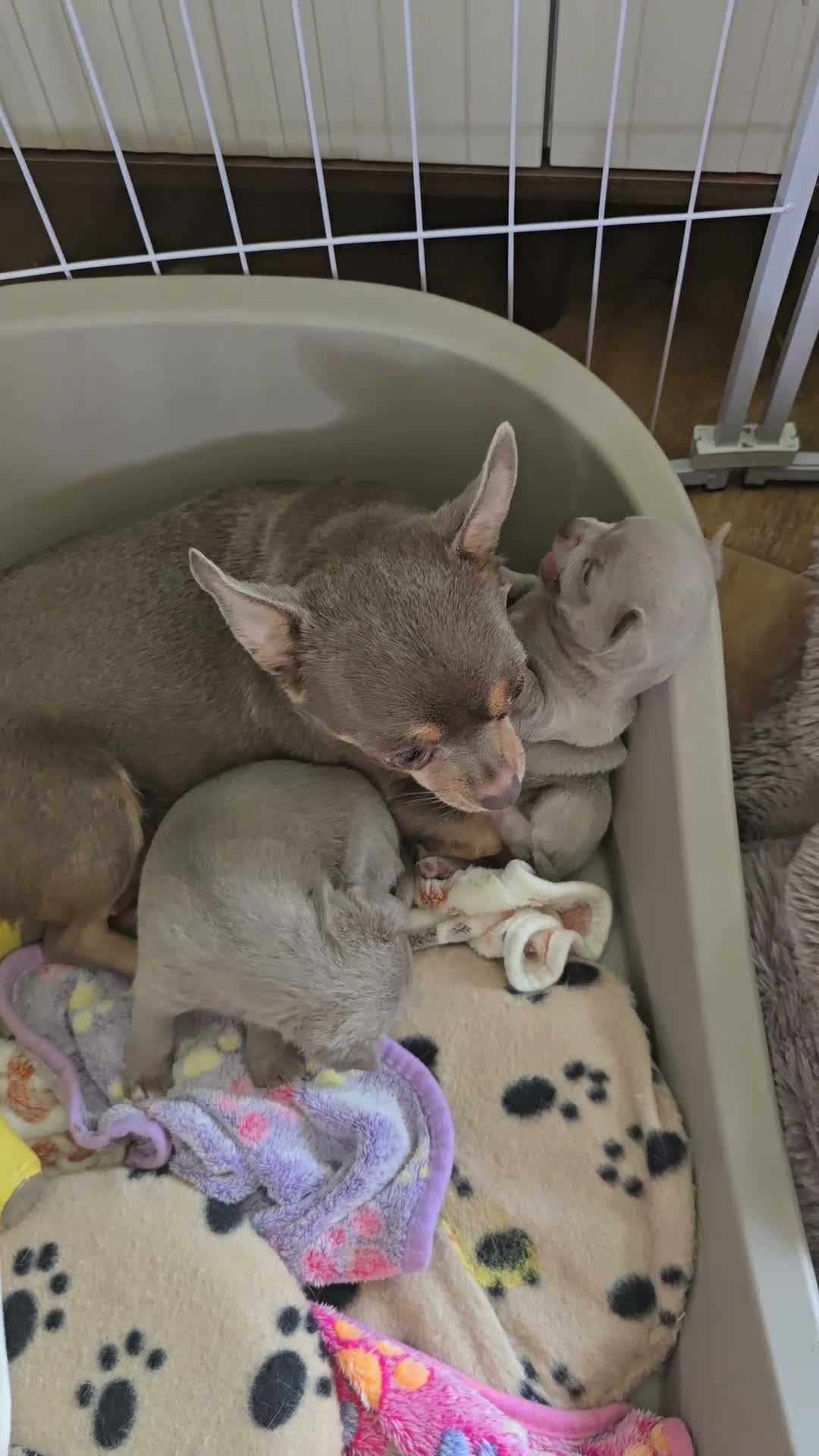 Chihuahua dogs for sale: Lilac Chihuahua Puppies  in Saint Helens - Video 1