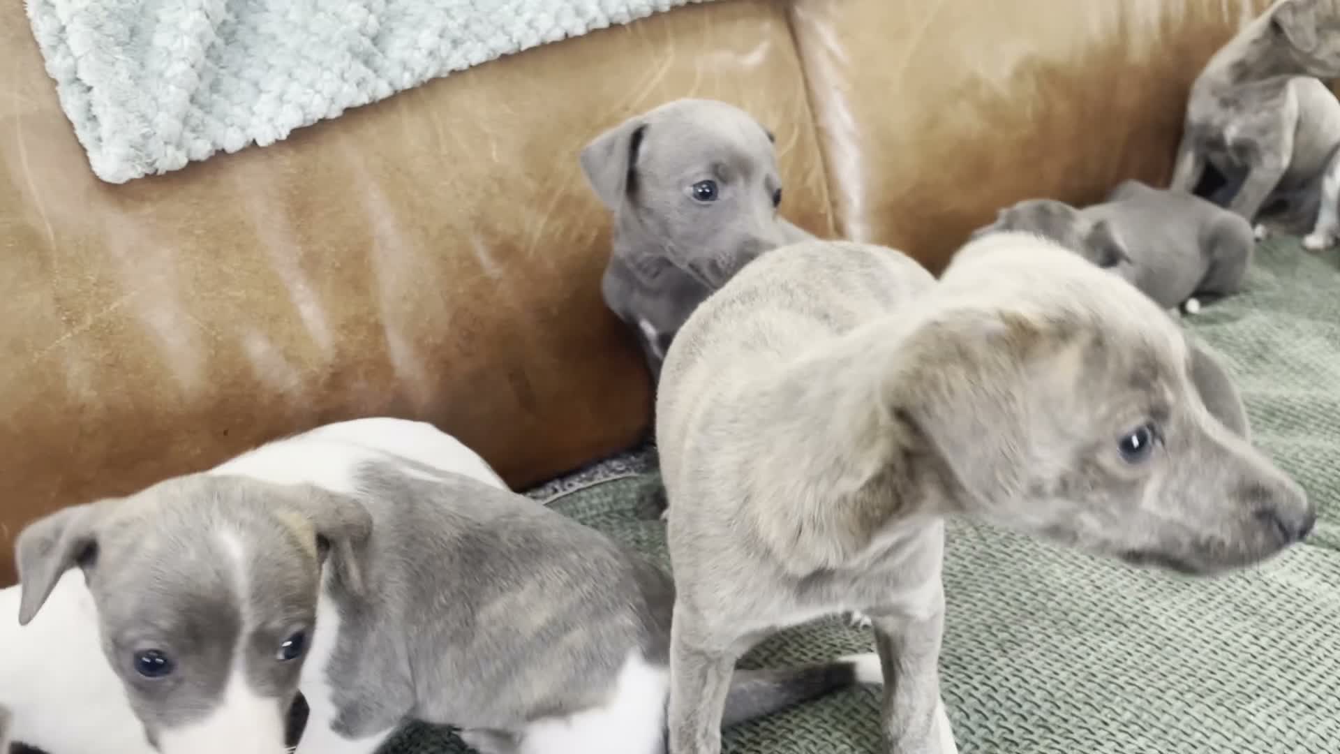 Whippet dogs for sale: Stunning Litter of KC Whippet Puppies - Video 1