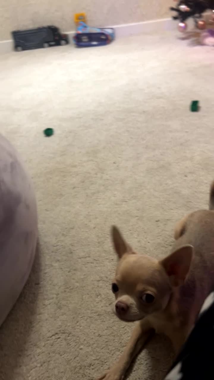 Chihuahua dogs for sale: Charlie 13 month old chihuahua  - Video 1