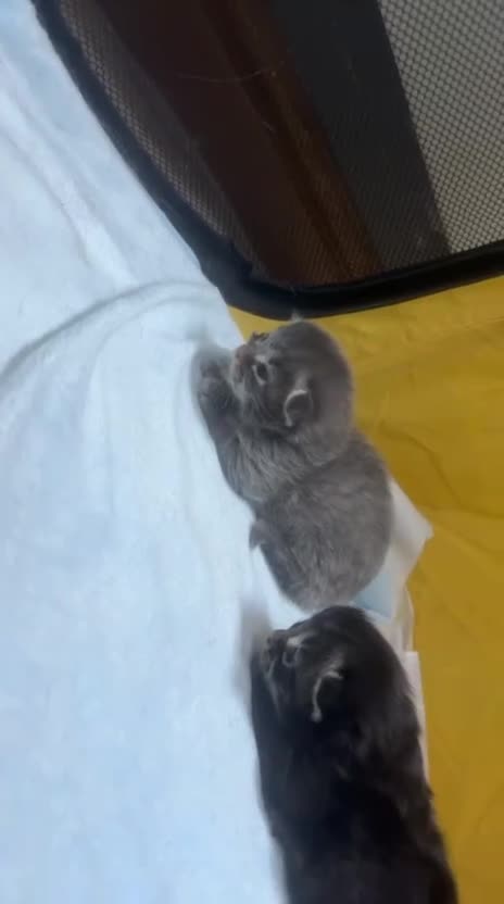 Mixed Breed cats for sale: Ragcoons in Newton-le-Willows - Video 2