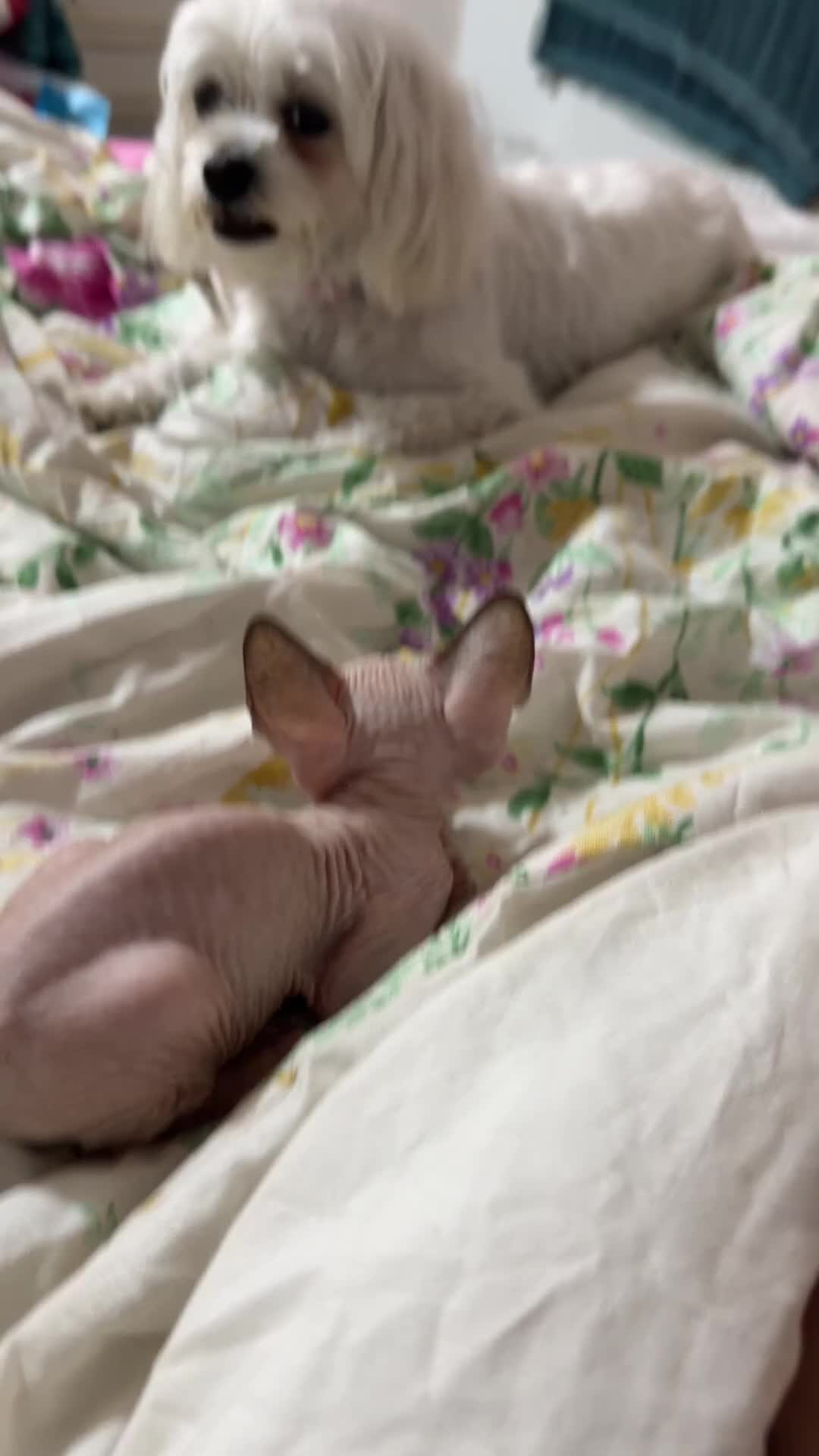 Sphynx cats for sale: 💎 Sphynx Kittens 2 Boys & 1 Girl Available 💎 - Video 1