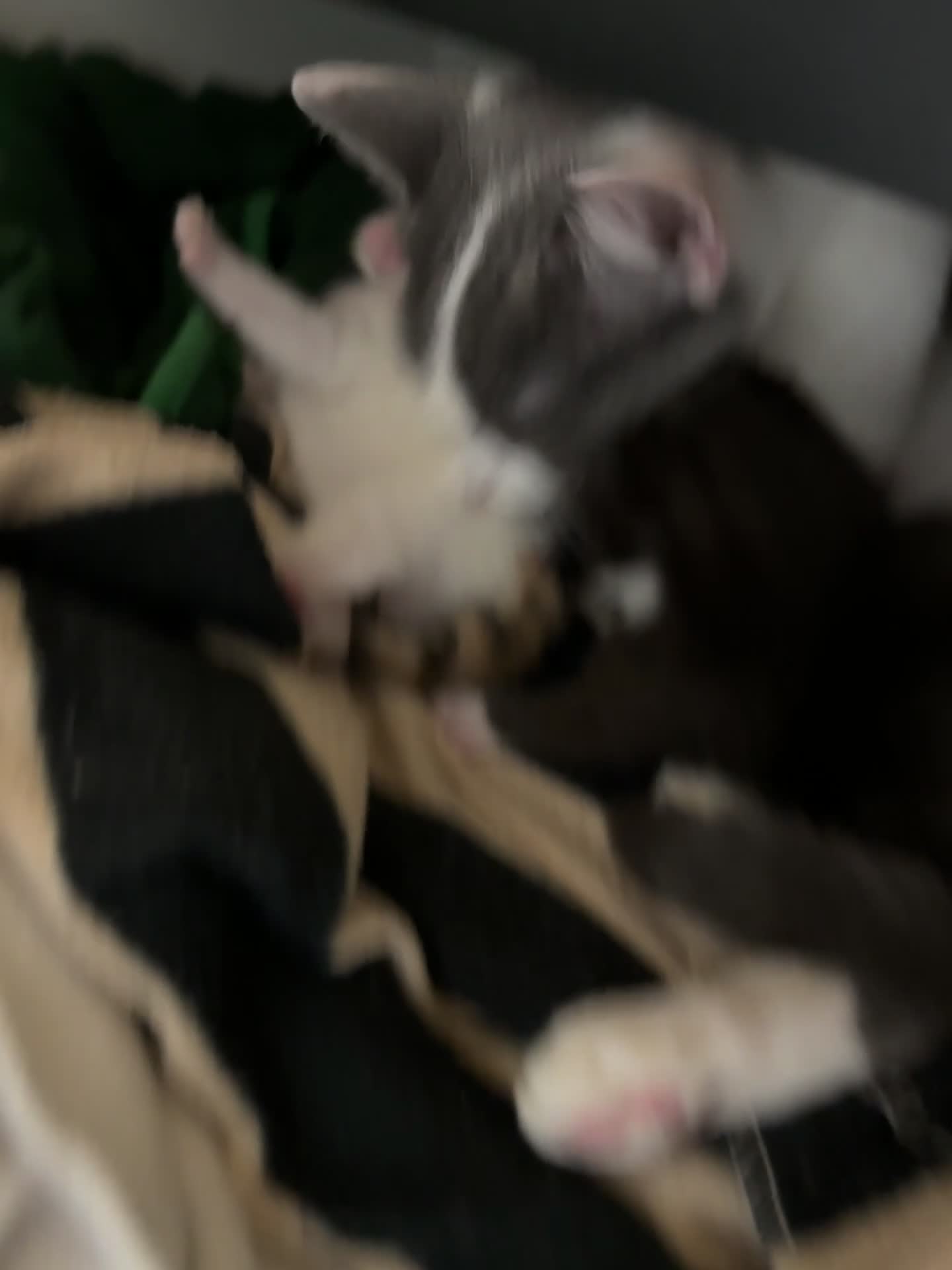 Mixed Breed cats for sale: Cute 4 kittens looking for loving home - Video 2