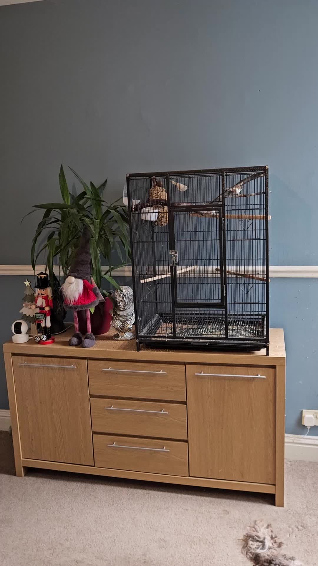 Finches birds for sale: 6 nice coloured silverbills  - Video 1