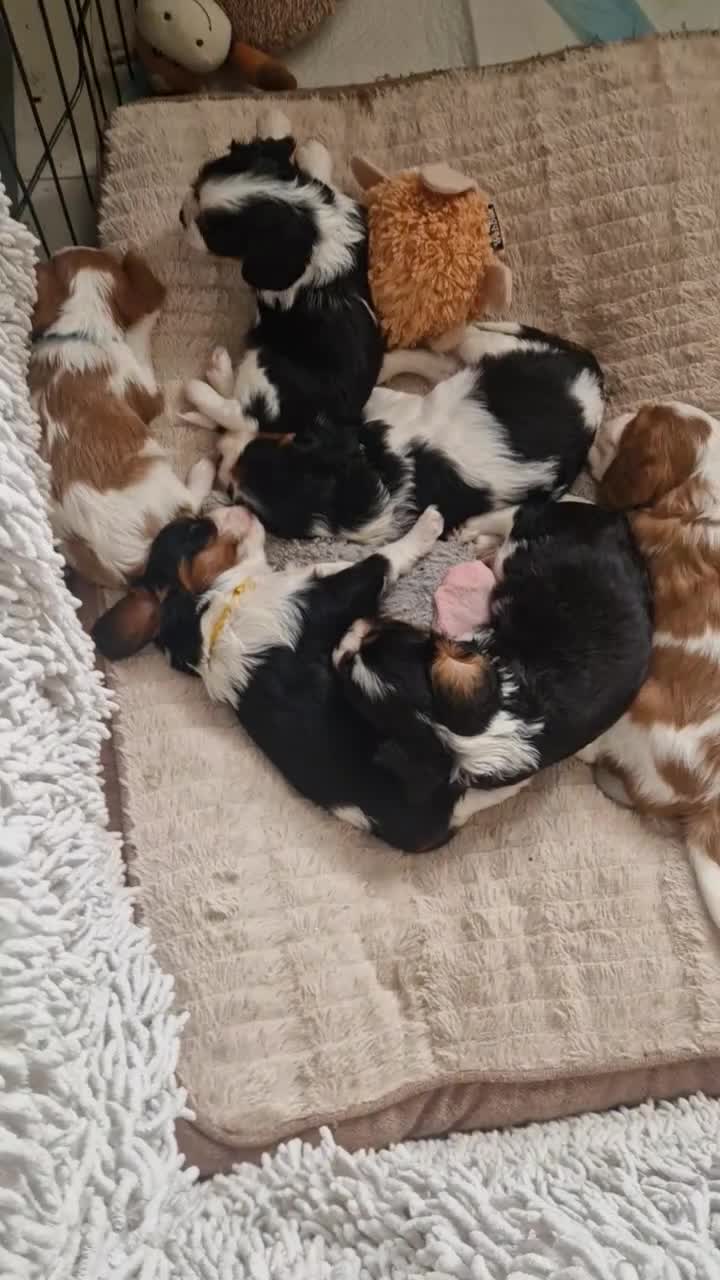 Cavalier King Charles Spaniel dogs for sale: Beautiful Cavalier King Charles Spaniel 7 Puppies - Video 1