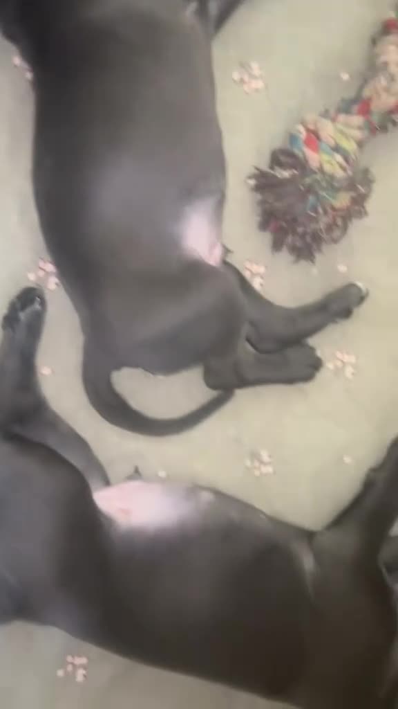 Cane Corso dogs for sale: Cane Corso Puppies for sale  - Video 3