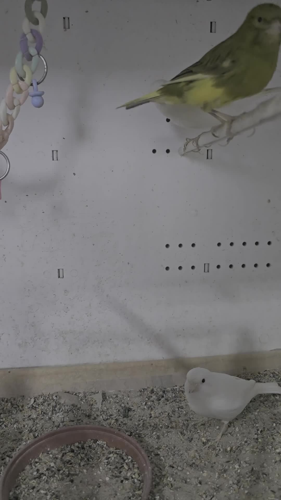 Canaries birds for sale: Canaries  - Video 2