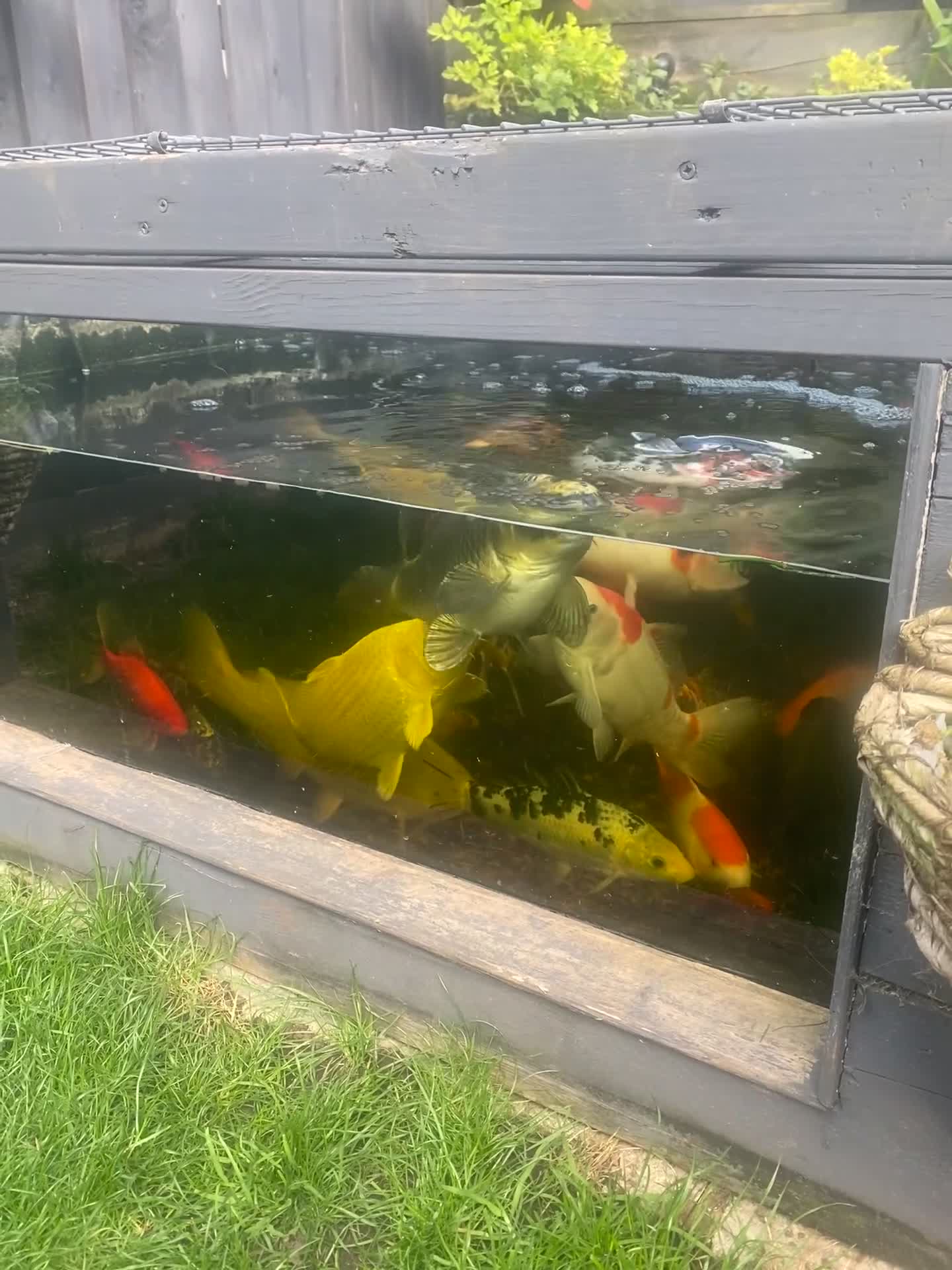 Koi Carp fish for sale: Koi carp  in Peterborough - Video 1