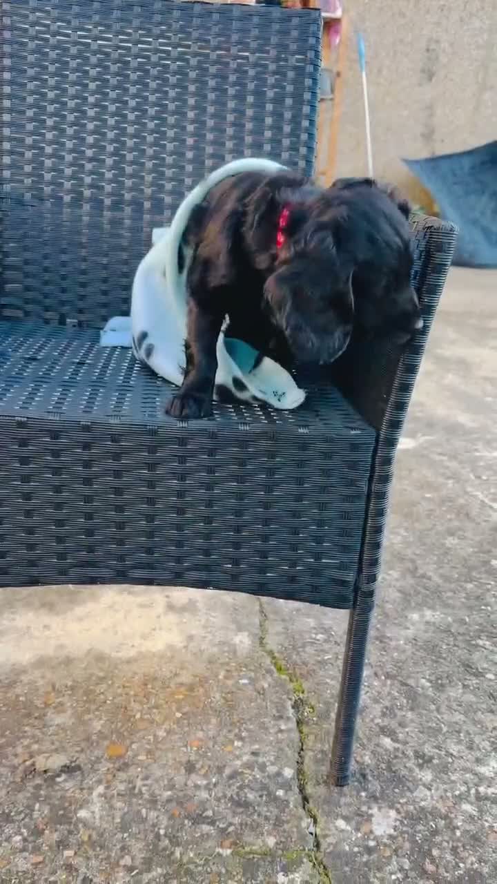 Cockapoo dogs for sale: Cockapoo looking for a new home in Bexleyheath - Video 1