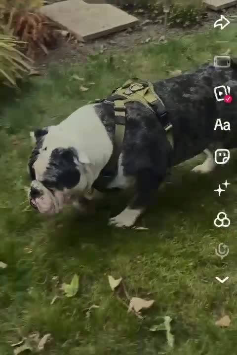 Olde English Bulldogge dogs for stud: Olde English Bulldog - Big Frankie - Video 1
