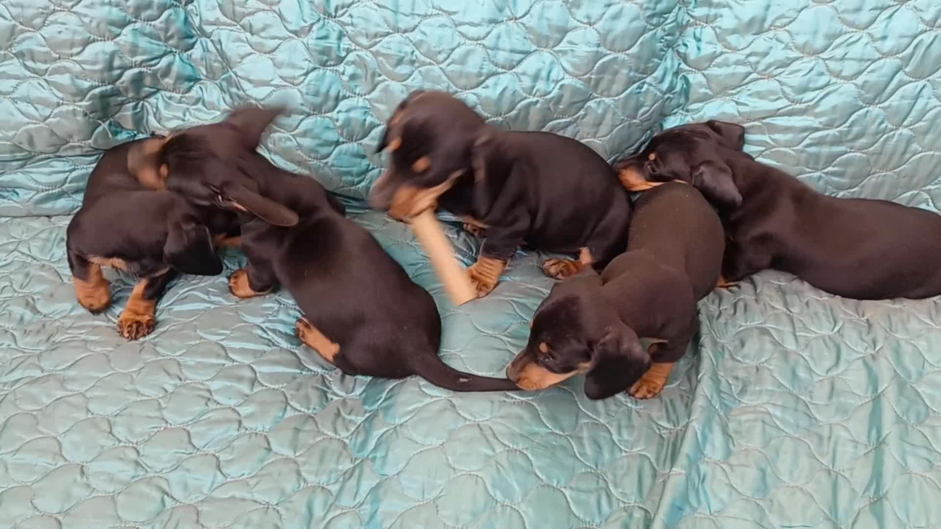 Dachshund dogs for sale: 1 Downs Hoppit,Hamlet Hill,Roydon, Cm195jy  in Harlow - Video 1