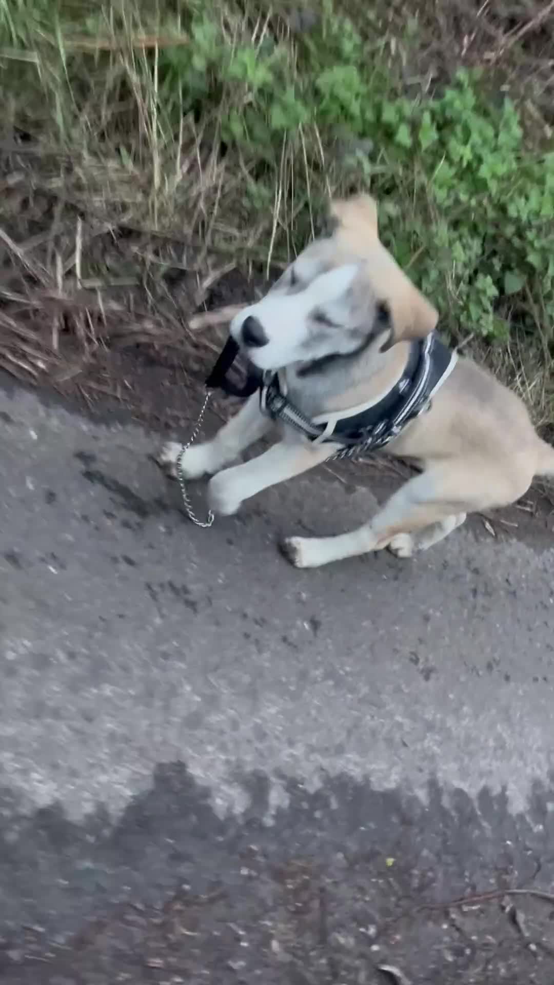 Turkish Kangal dogs for sale: Turkish kangal puppy  - Video 1