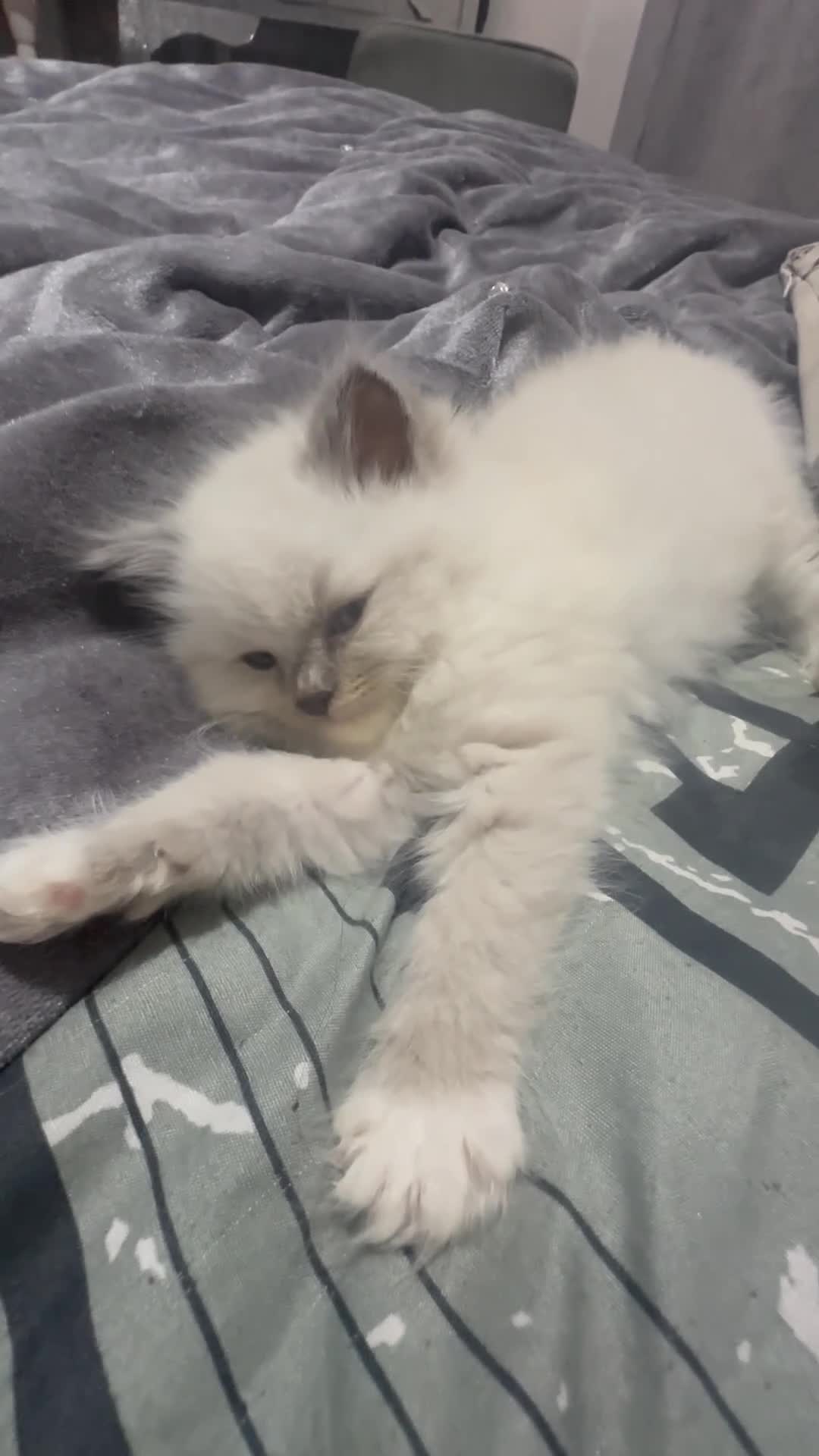 Ragdoll cats for sale: 5 beautiful fluffy blue eye ragdoll kitten  - Video 1