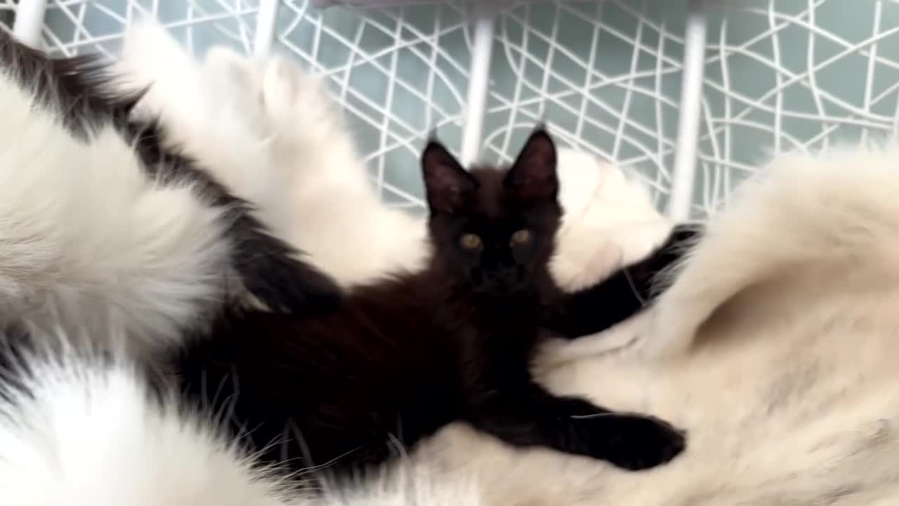 Maine Coon cats for sale: 1 ACTIVE TICA Registered Mainecoon kittens  - Video 3