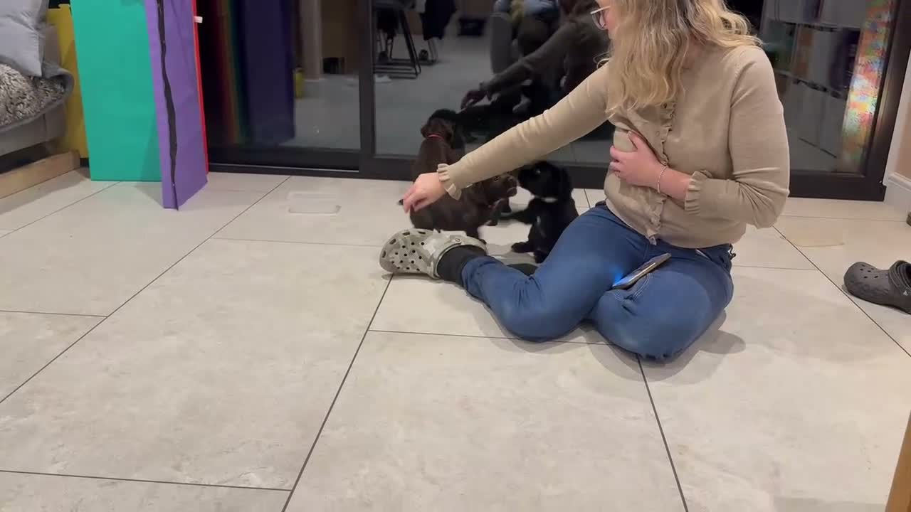 Cocker Spaniel dogs for sale: KC Working Cocker Spaniel - Video 1