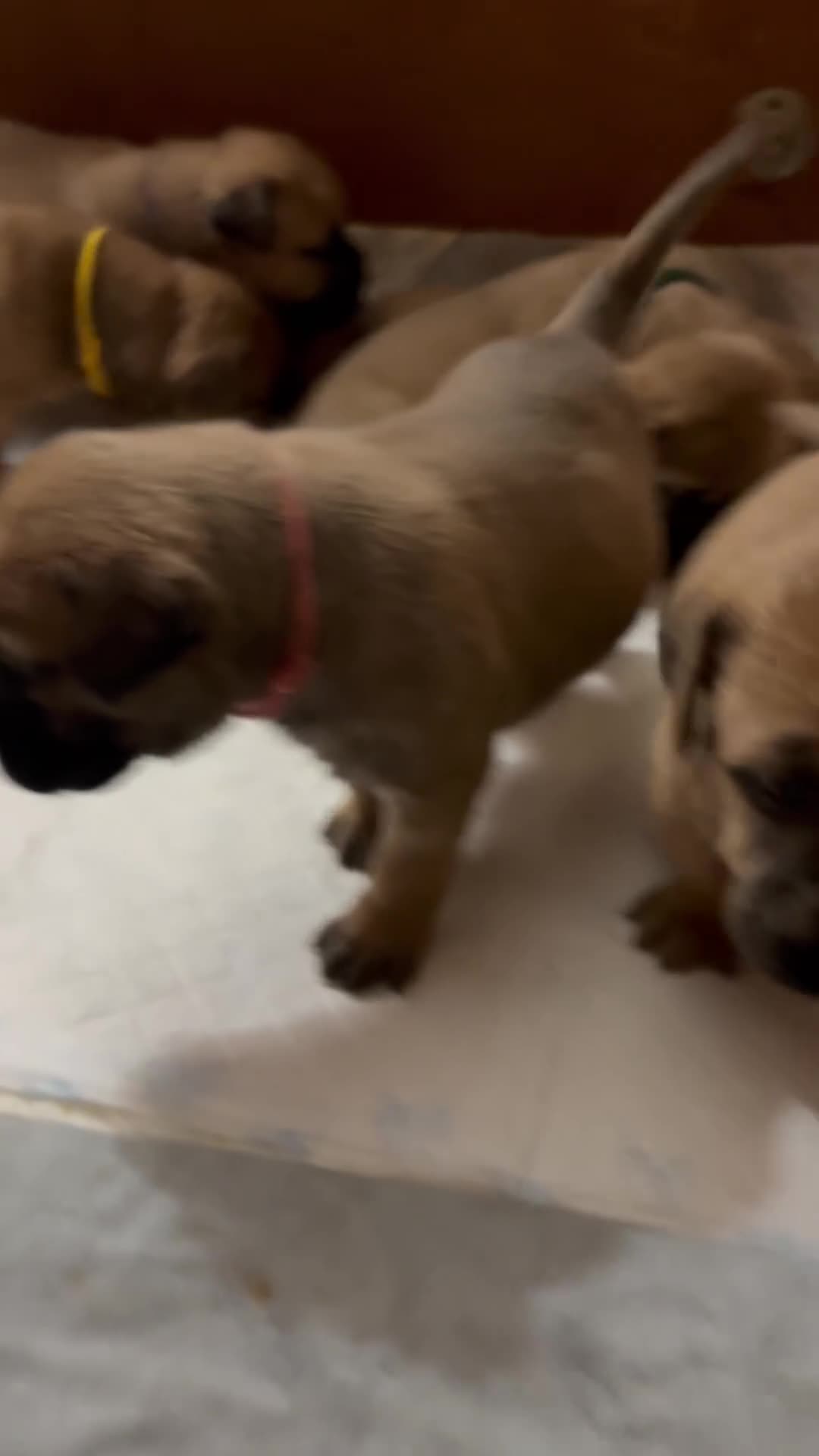 Bullmastiff dogs for sale: Beautiful litter of KC Reg bullmastiff puppies - Video 4