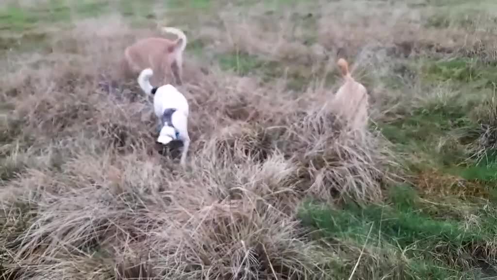 Mixed Breed dogs for adoption: Macy !  - Video 1