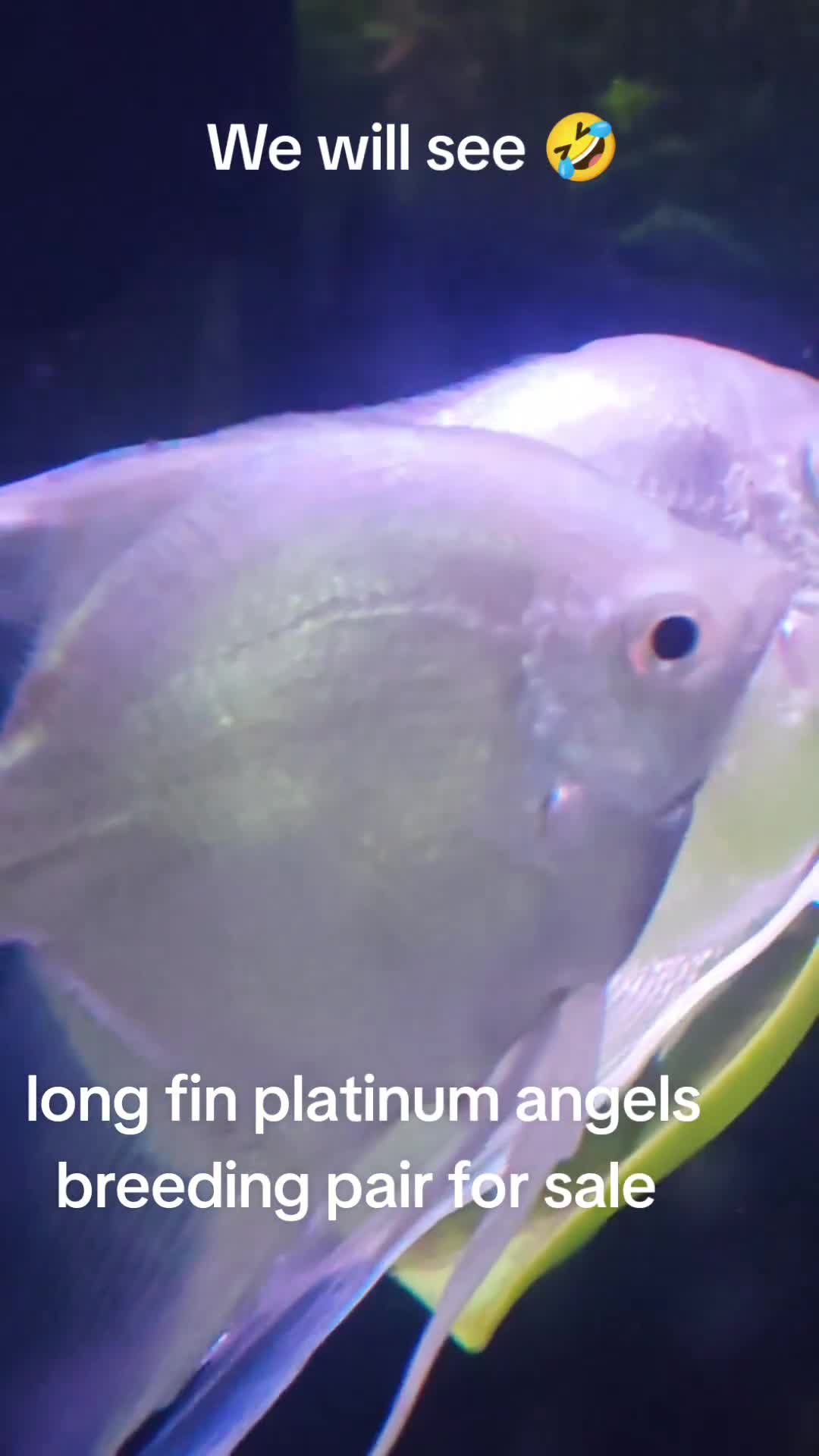 Angelfish fish for sale: Loads angelfish , breeding pairs - Video 2