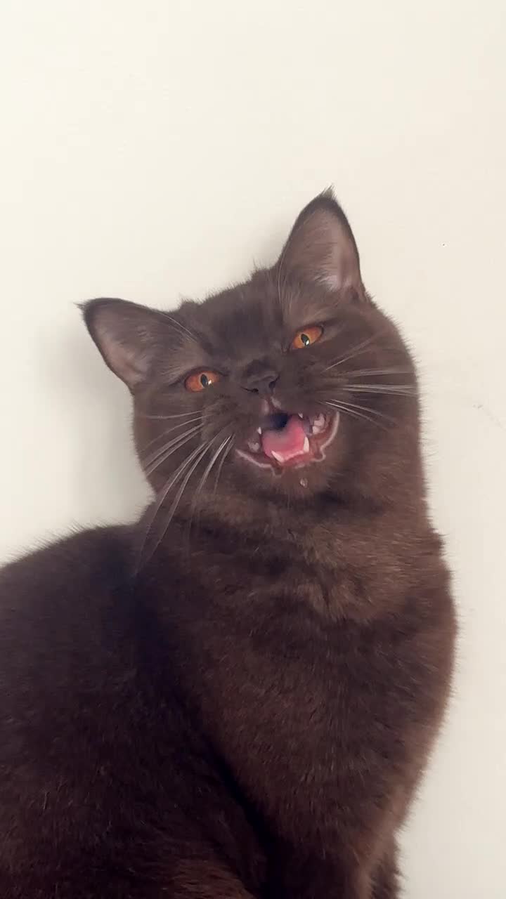 Scottish Fold cats for sale: British Shorthair × Scottish Fold Kittens 🐾 in Walsall - Video 2