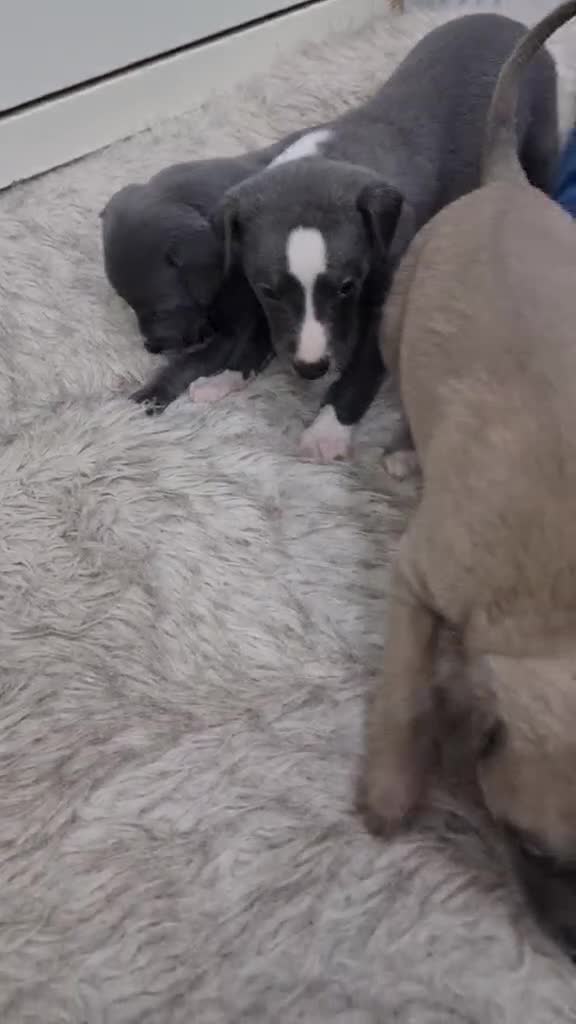 Whippet dogs for sale: Show quality whippets.  - Video 3