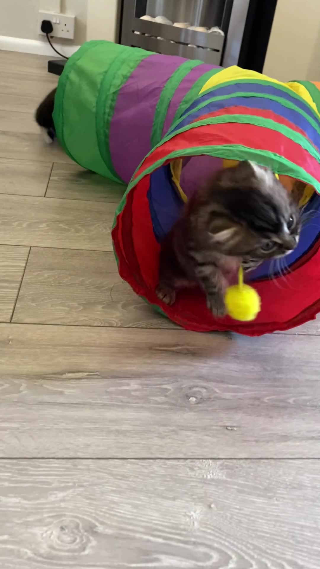 British Longhair cats for sale: 4 adorable kittens - Video 4