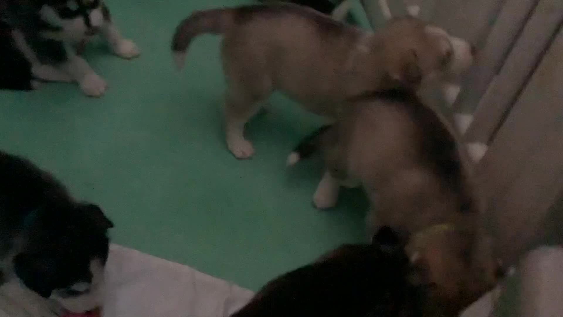 Siberian Husky dogs for sale: Gorgeous husky pups - Video 1