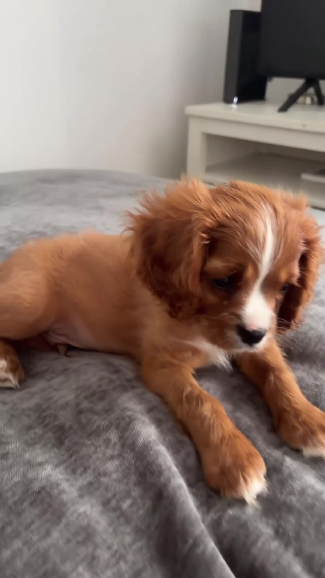 Cavalier King Charles Spaniel dogs for sale: King Charles cavalier  in Shoreham-by-Sea - Video 1