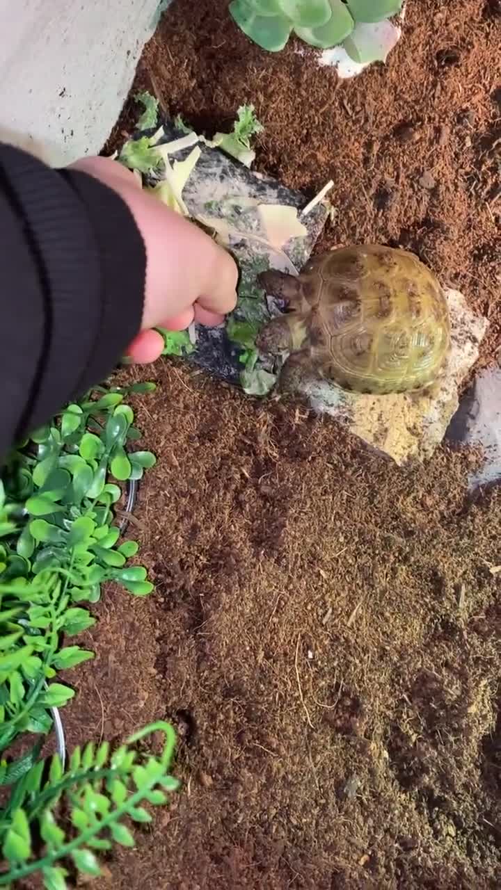 Tortoise reptiles for sale: Horsefield tortoise full set up - Video 1