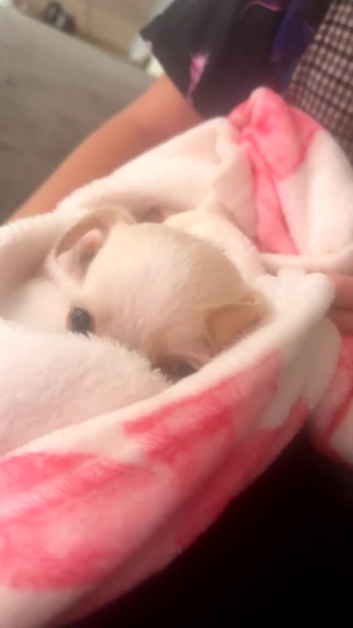 Mixed Breed dogs for sale: Male shihxchi puppy in Canterbury - Video 2