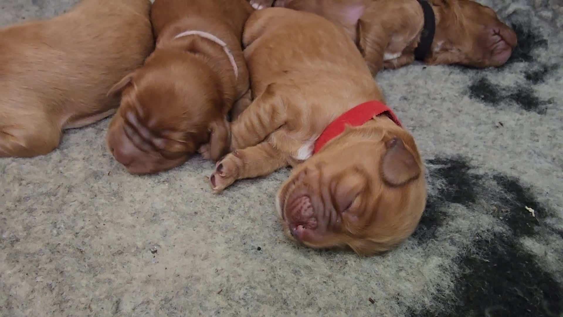 Cockapoo dogs for sale: Cockapoo Puppies ❤️  - Video 5