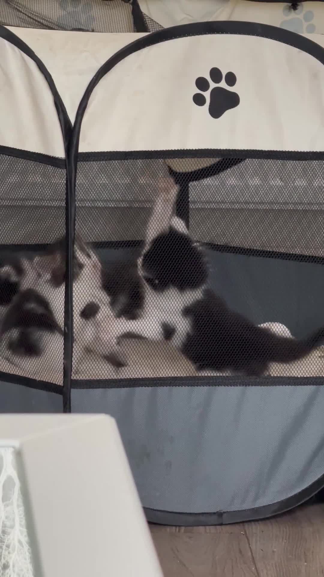 Domestic Shorthair cats for sale: All kittens are SOLD - Video 3