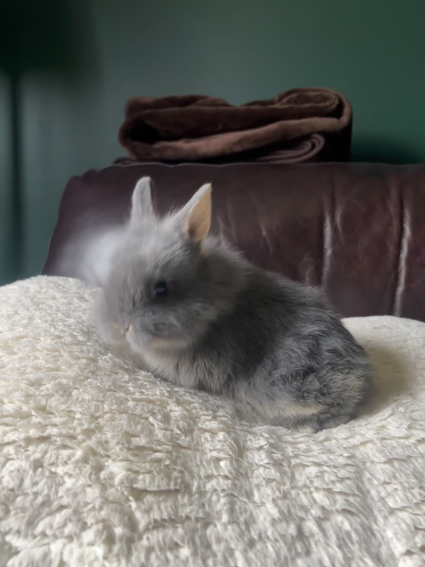 Lionhead rabbits for sale: Lionhead dwarf baby rabbit - ready to go 15th May  - Video 1
