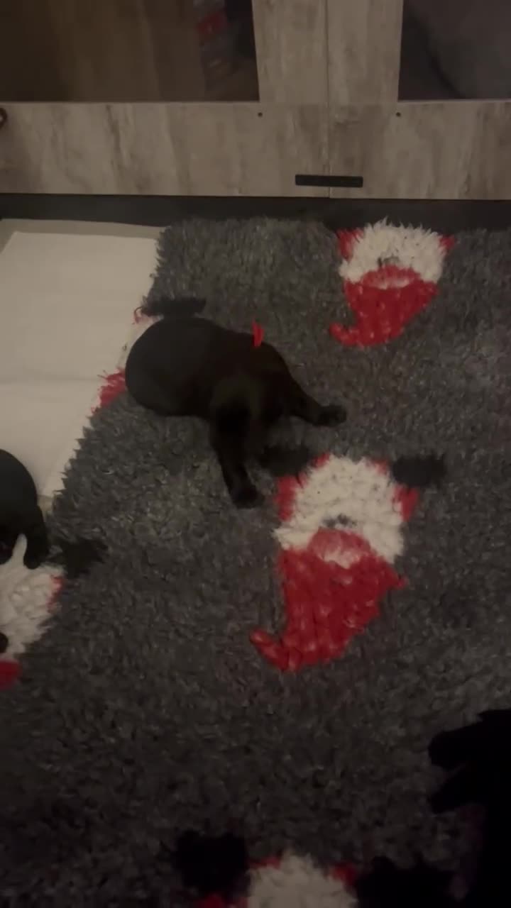 Labrador Retriever dogs for sale: Stunning litter of chunky black Labradors - Video 1