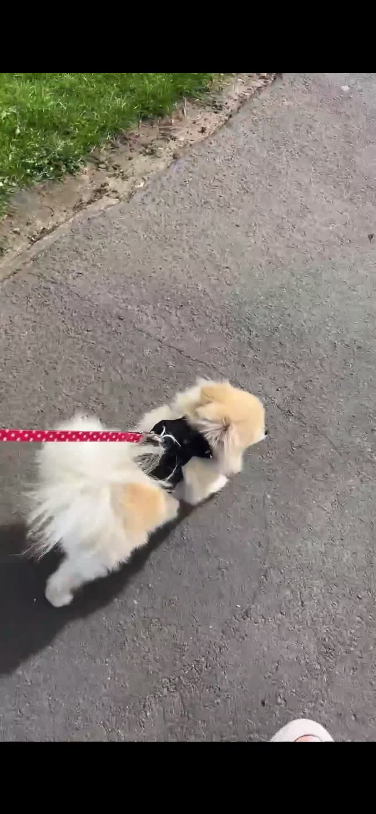 Pomeranian dogs for sale: Mimi Pomeranian  in Wolverhampton - Video 1
