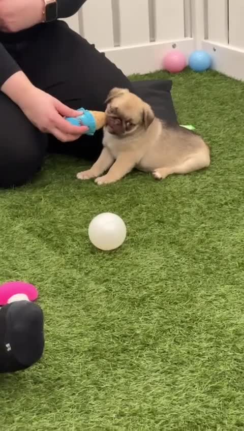 Pug dogs for sale: Rare panda pugs - Video 1