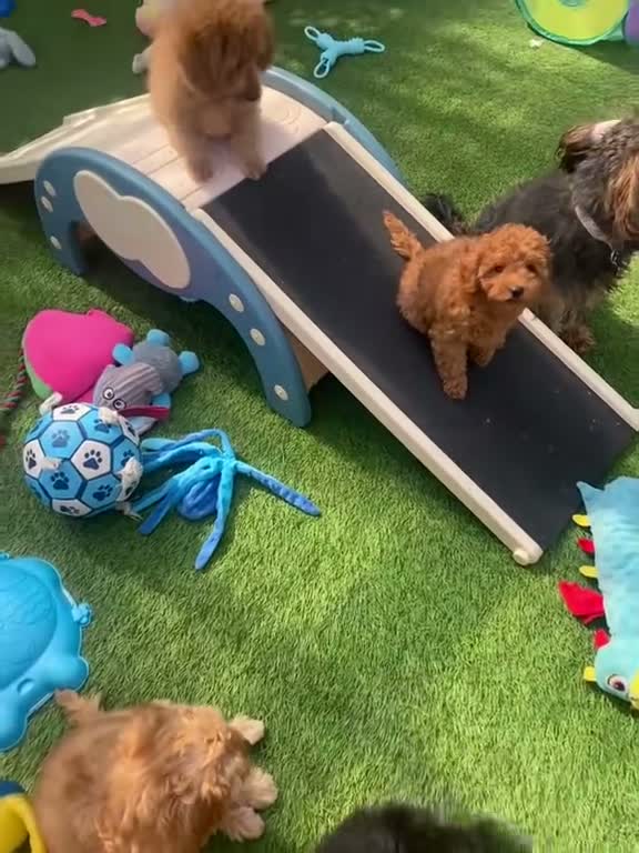 Cavapoo dogs for sale: 1 stunning girl F1b toy-Cavapoo DNA Tested lines  - Video 1