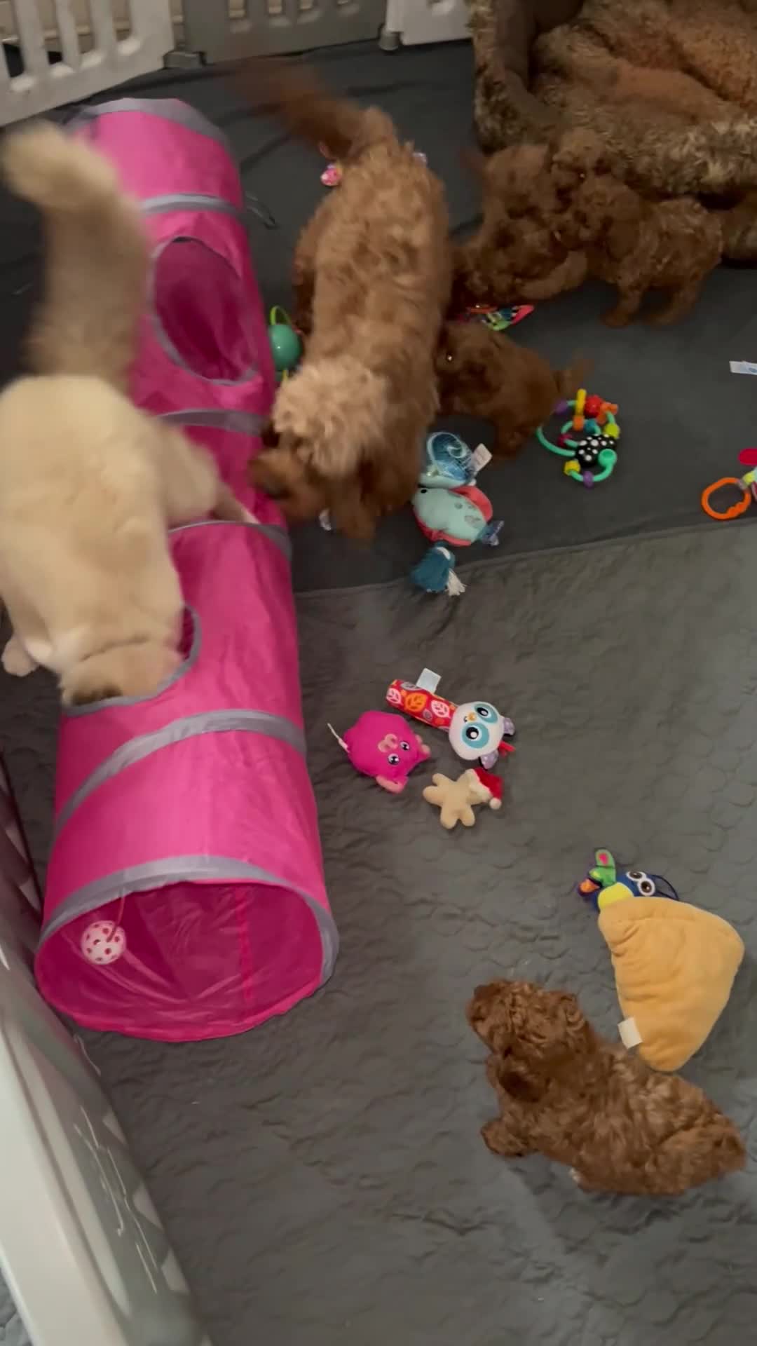 Cavapoo dogs for sale: 5⭐️⭐️⭐️⭐️⭐️F1b Curly Teddy Cavapoo’s DNA/heart  - Video 1