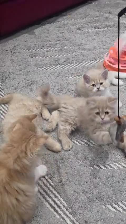 Mixed Breed cats for sale: Ragdoll x Persian Kittens (ONLY 4 left) in Dunstable - Video 1