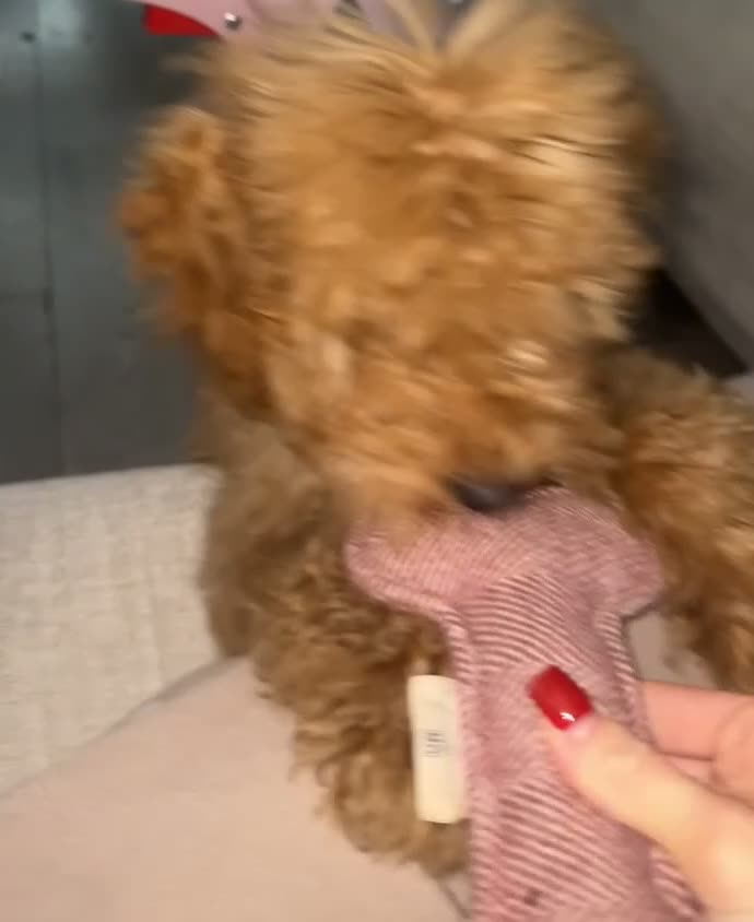 Cockapoo dogs for sale: Loving cockapoo girl!❤️❤️ - Video 1