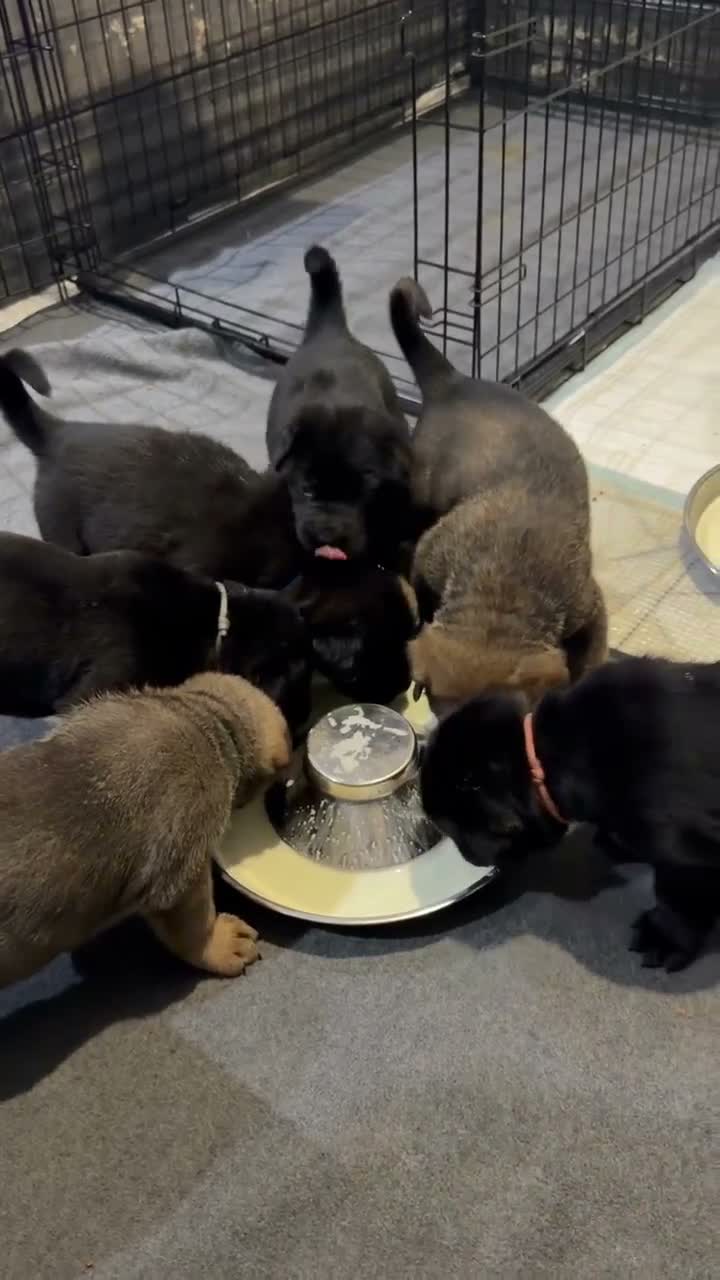 Mixed Breed dogs for sale: German Shepherd × Cane Corso in Lutterworth - Video 1