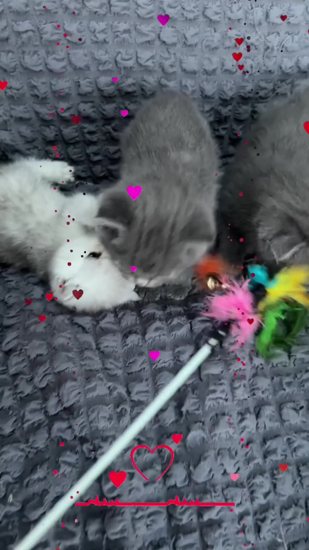 Scottish Fold cats for sale: Last two girls ❤️Lovely scotish kittens💕💕💕 - Video 3