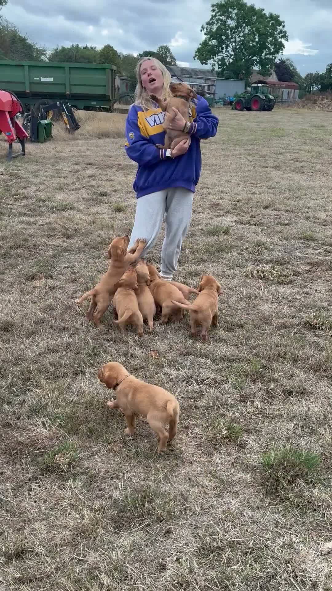 Labrador Retriever dogs for sale: Red Fox Labrador  in Chippenham - Video 3