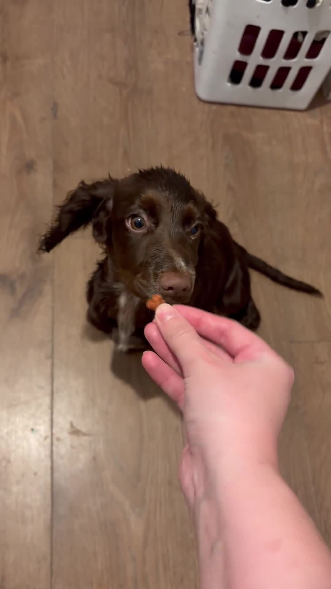 Cocker Spaniel dogs for sale: 5 month old Chocolate Cocker Spaniel in Billingham - Video 1