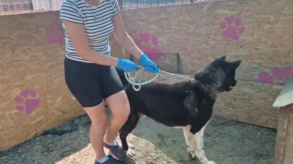 Akita dogs for adoption: 🐾 Aiko – one-eyed Akita with a heart of gold 🐾 - Video 2