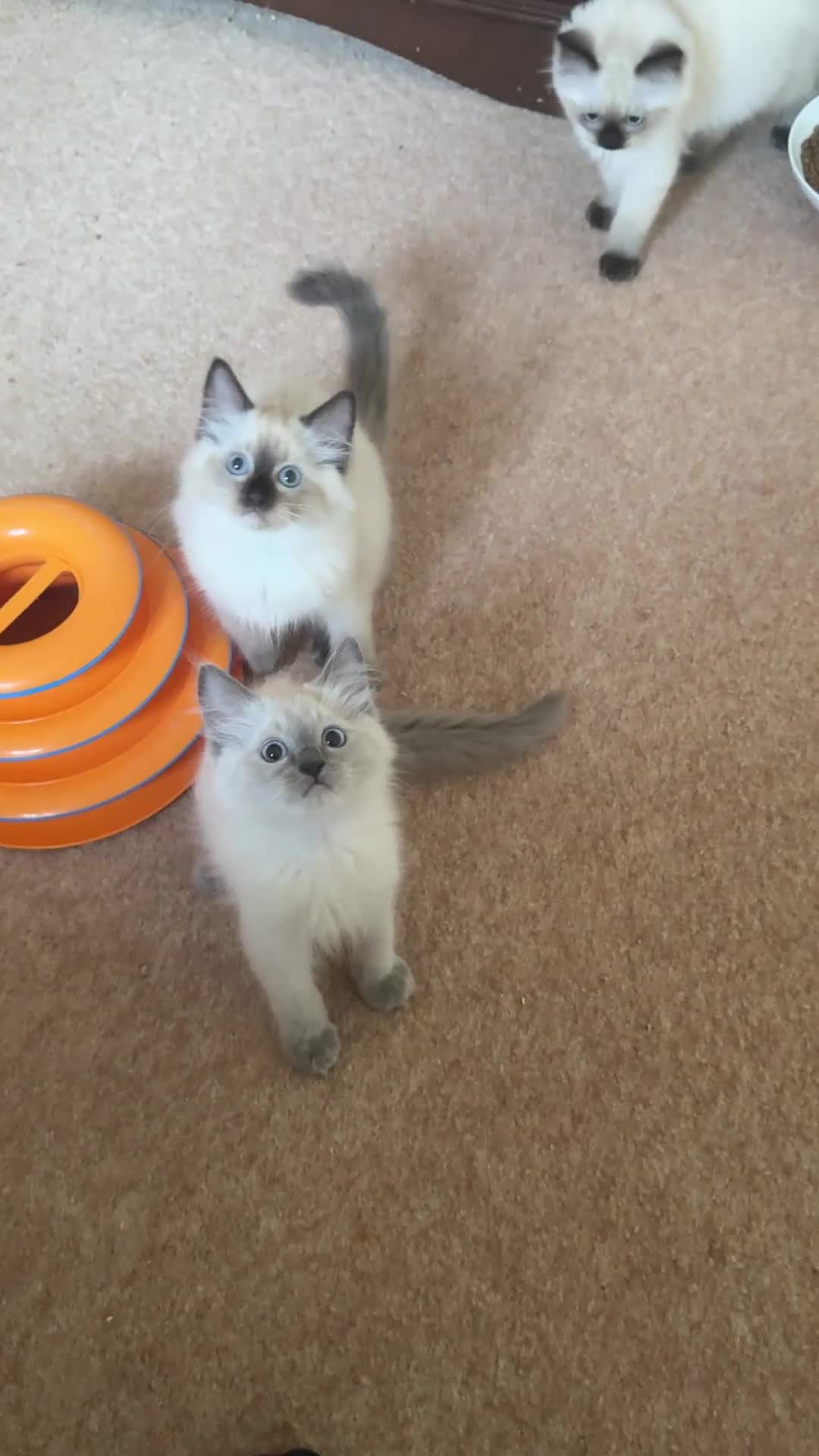 Ragdoll cats for sale: Adorable ragdoll kittens ready to go home  - Video 1