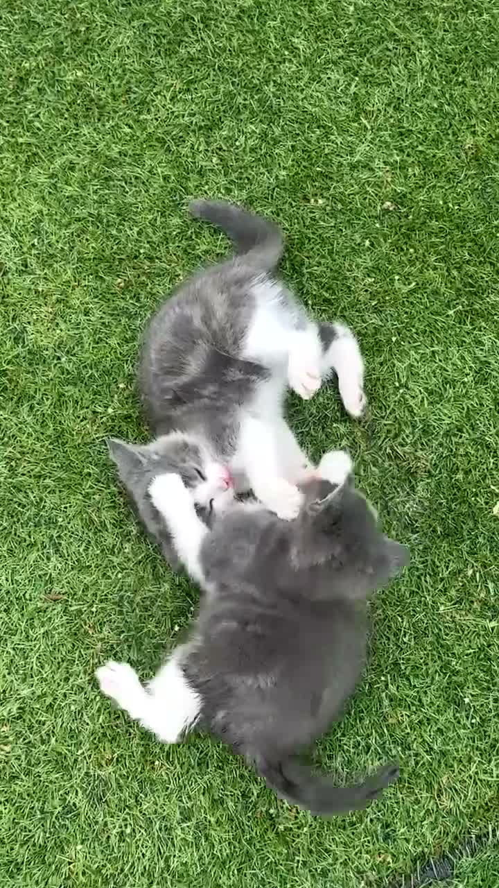 Mixed Breed cats for sale: Female kitten - Video 1